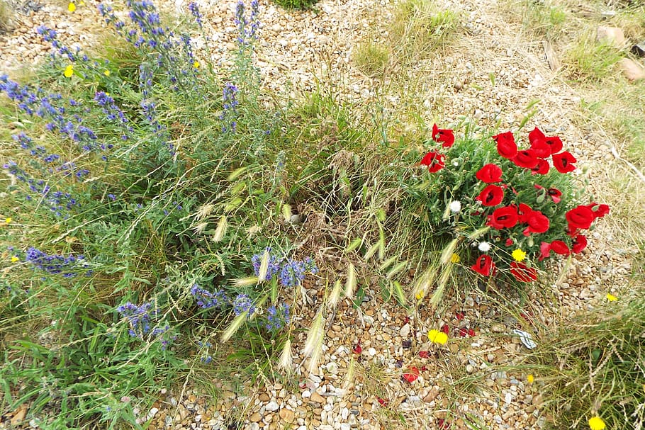 plant, flower, growth, flowering plant, beauty in nature, red HD wallpaper