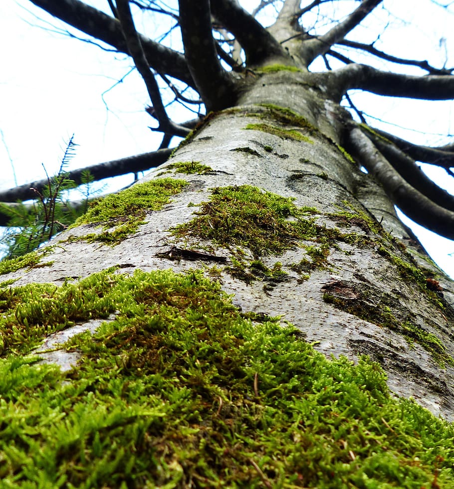 tree, nature, forest, landscape, silhouette, wood, mood, plant HD wallpaper