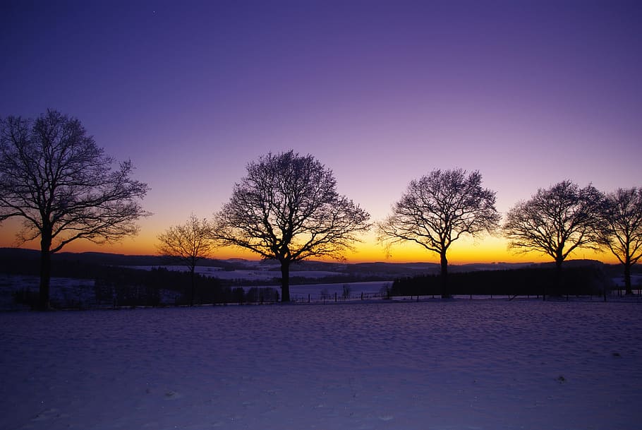 sunset, nature, landscape, winter, ice, snow, tree, sky, plant HD wallpaper