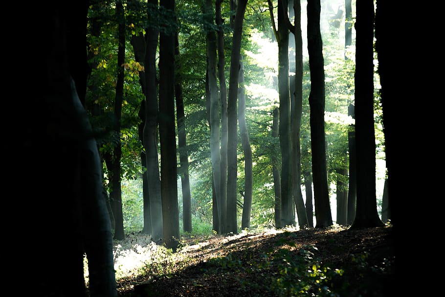 netherlands, tree, forest, plant, beauty in nature, tree trunk HD wallpaper