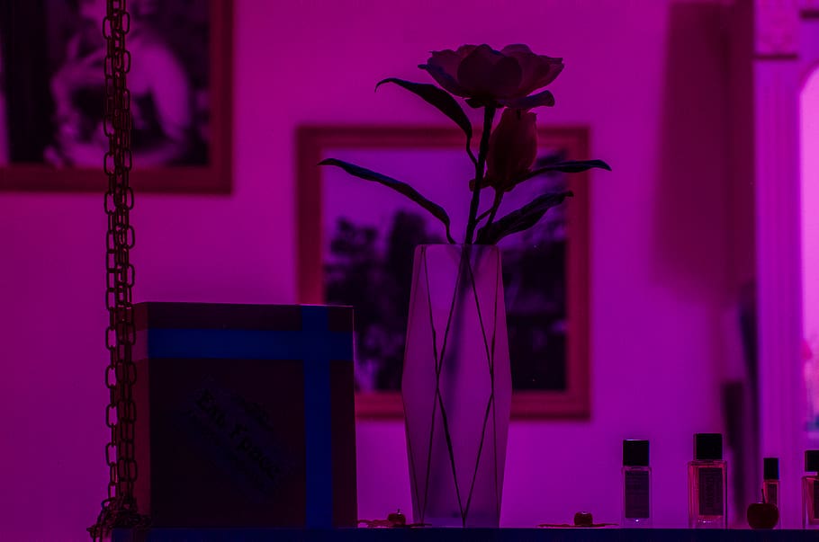 flower, pink, decorative, vase, indoors, flowering plant, purple HD wallpaper