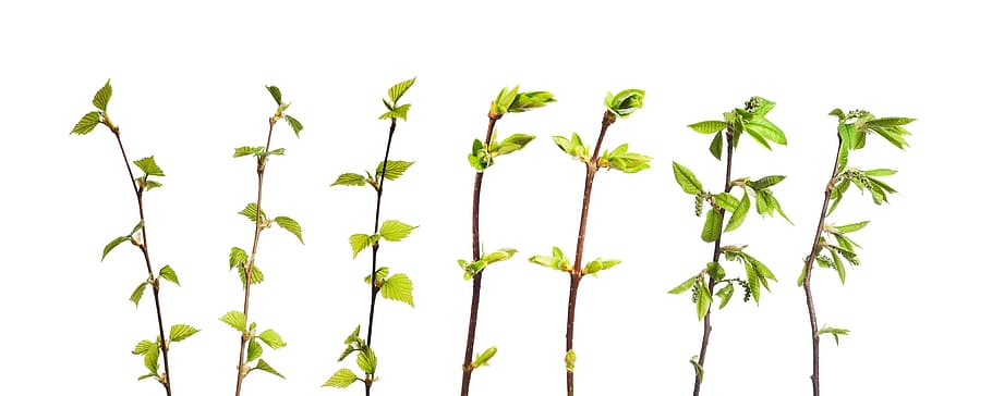 branch, decoration, leaf, leavs, leaves, white, isolated, design HD wallpaper