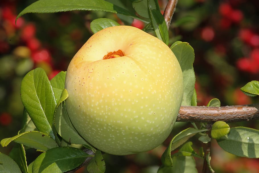 apple, embellishment, small, fruit, ornamental fruit, ornamental tree HD wallpaper