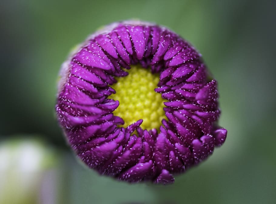 Macro Shot Photography of Purple Flower, bloom, blooming, blossom HD wallpaper