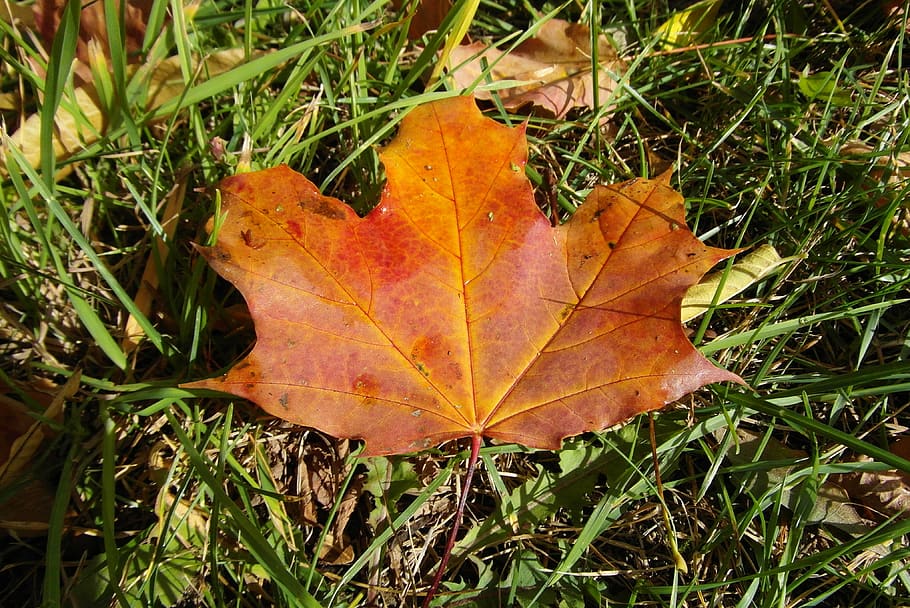 leaf, clone, autumn, colored, the decrease in, plant part, nature