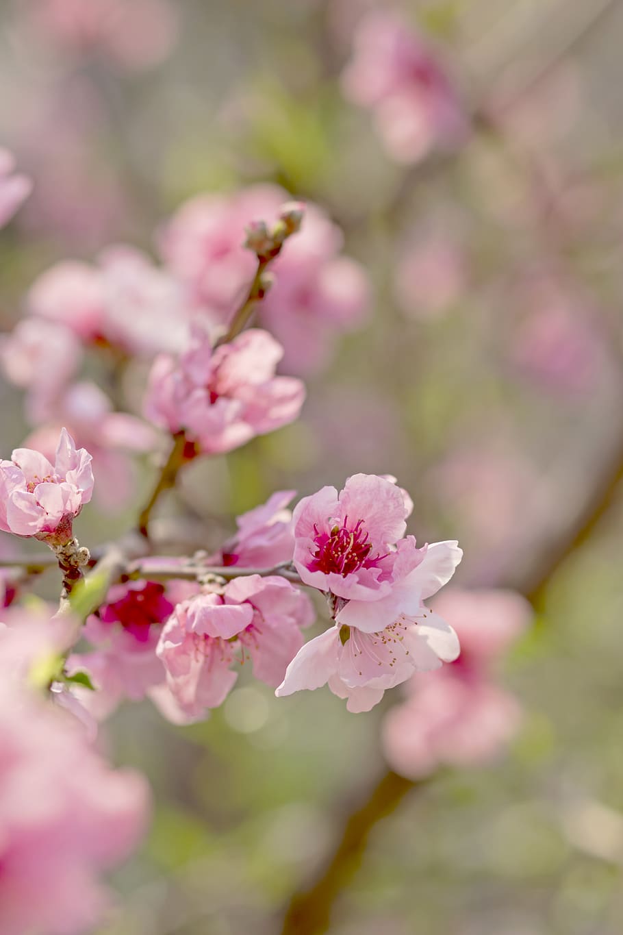 Peach tree 1080P, 2K, 4K, 5K HD wallpapers free download | Wallpaper Flare