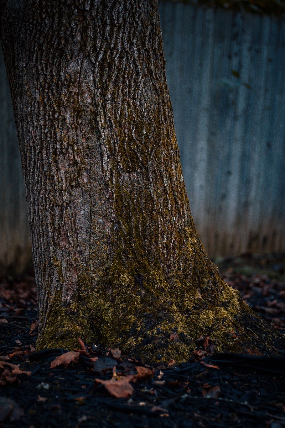 brown withered leaves near tree, united states, huber heights HD wallpaper
