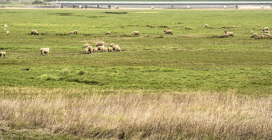 coast, sheep, floodplain, grass, river estuary, landscape, domestic animals HD wallpaper