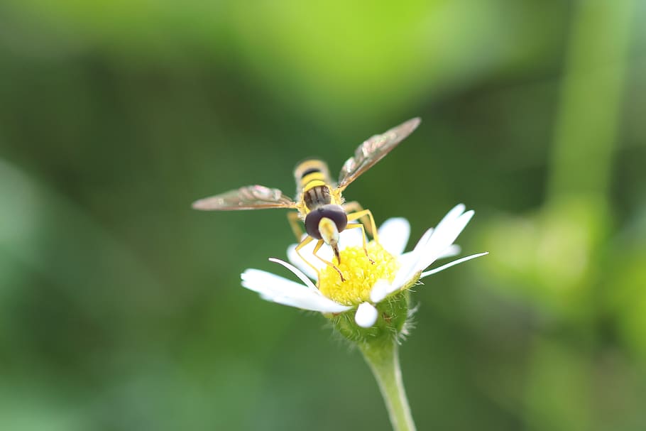hover fly, flower, insect, close up, macro, wing, yellow, animal HD wallpaper