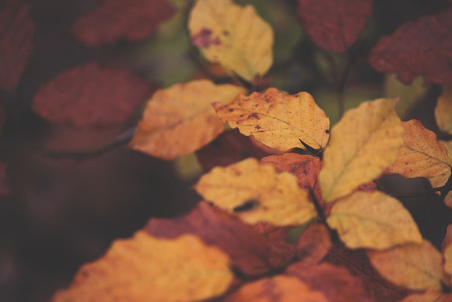 brown leaves, autumn, leaf, plant part, change, close-up, nature HD wallpaper