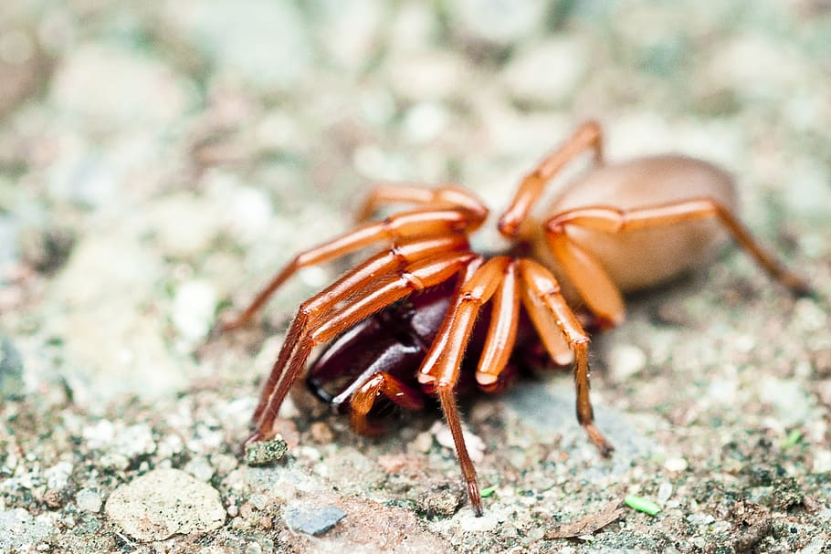 spider, insect, animal themes, one animal, animal wildlife HD wallpaper