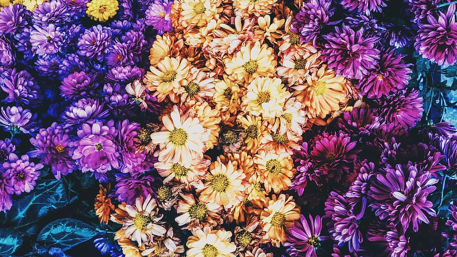 flower, flowering plant, vulnerability, fragility, beauty in nature HD wallpaper