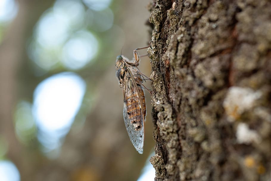 cicada, insect, nature, cicadidae, hémiptère, close-up, tree trunk, HD wallpaper