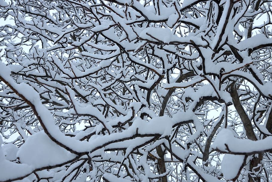 snow, tree, branches, winter, cold temperature, no people, nature HD wallpaper