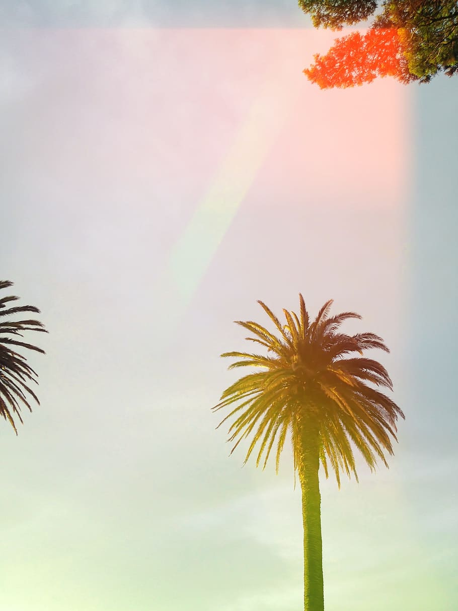 Low Angle Shot of Palm Tree, beach, blur, daylight, flora, growth HD wallpaper