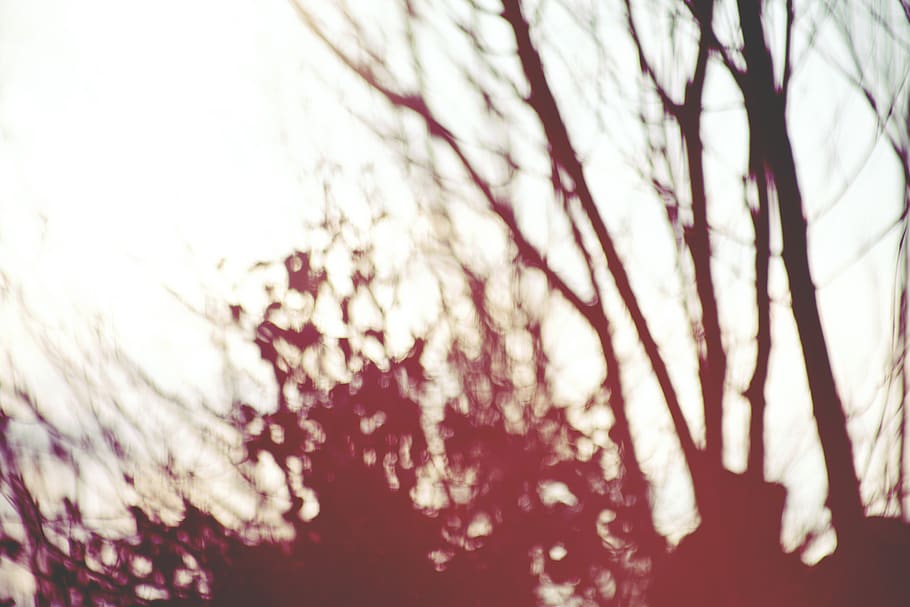 nature, sunset, blur, tree, plant, sky, beauty in nature, branch HD wallpaper