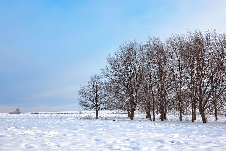 tree, winter, wintertime, outdoor, closeup, sunlight, snowfall HD wallpaper
