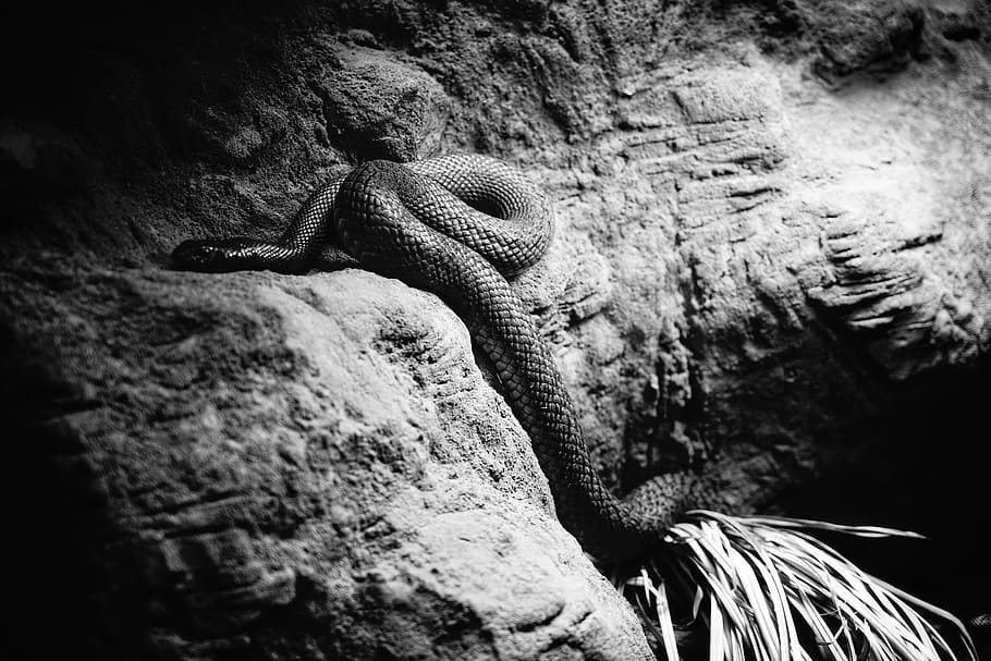 animal, snake, reptile, bird, rattlesnake, rock, lizard, zoo, HD wallpaper
