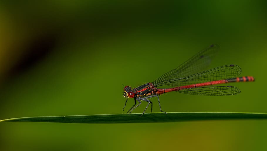 dragonfly, insect, summer, green, red, nature, macro, closeup HD wallpaper