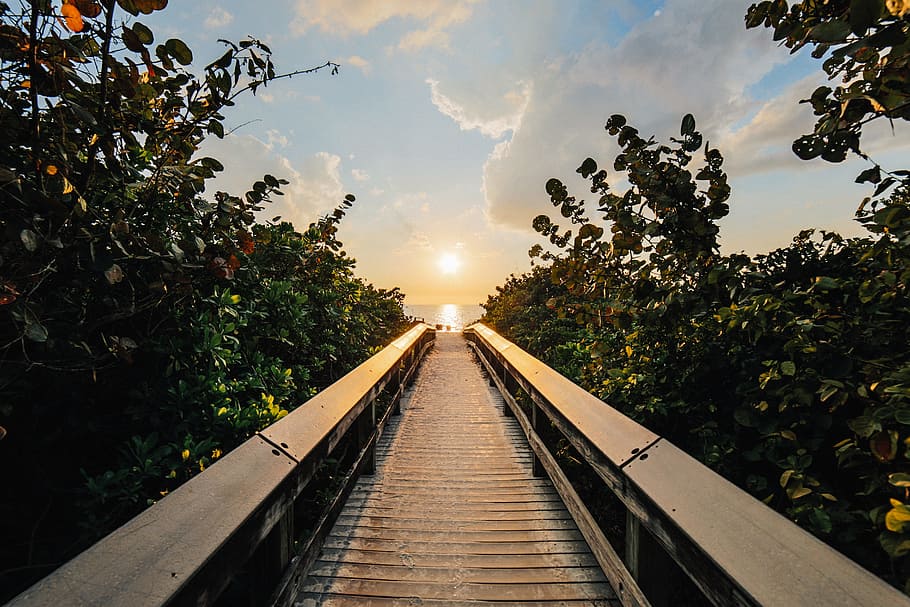 Brown Dock Between Trees during Golden Hour, backlit, boardwalk HD wallpaper