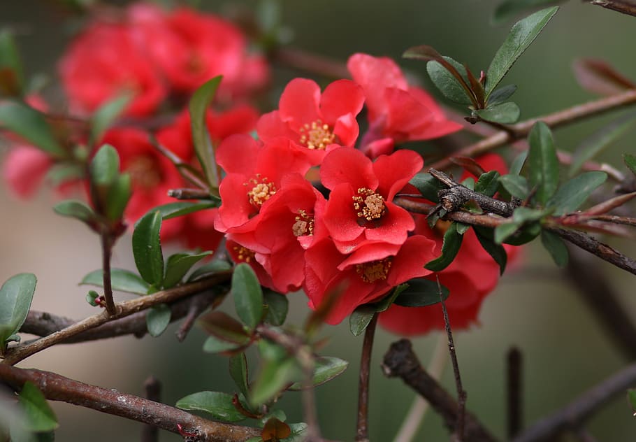 flower, red, casey, nature, bush, spring, nice, supplies, plant HD wallpaper