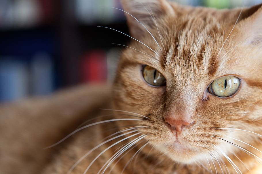 cat, domestic cat, mammal, one animal, animal themes, pets HD wallpaper