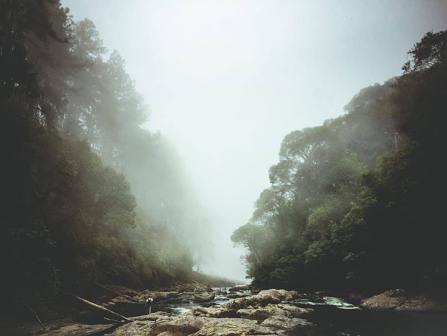 river between trees, fog, mist, forest, rock, person, outdoor HD wallpaper
