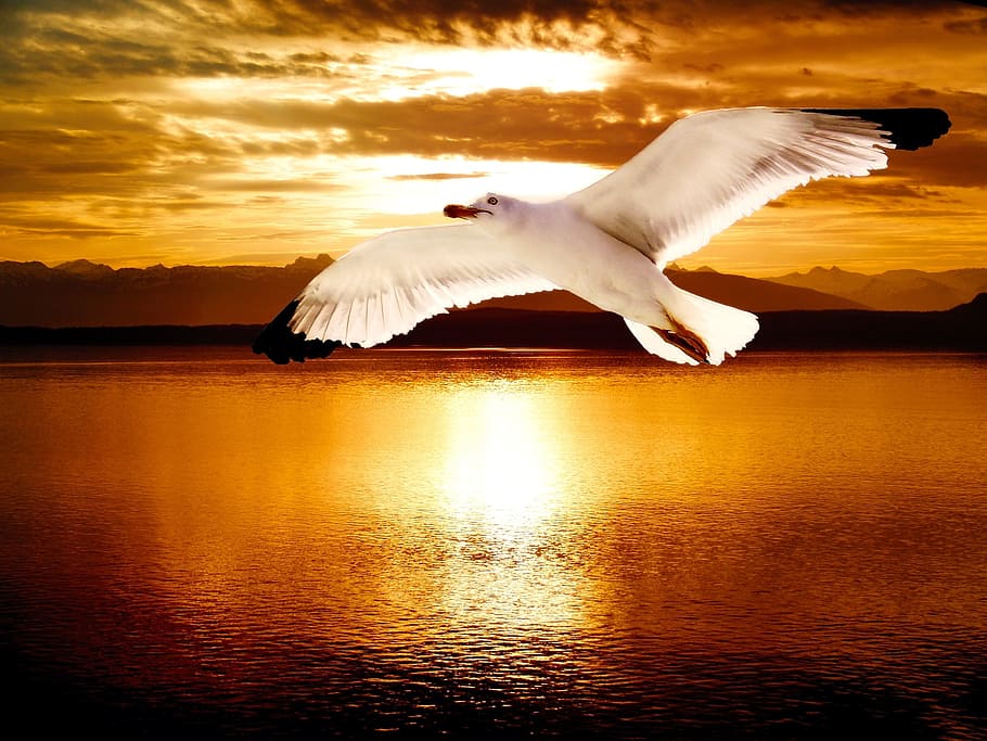 fly, flying, bird, animal, seagull, water, river, sunset, animal themes HD wallpaper
