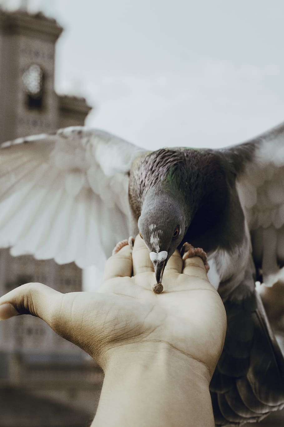 brown pellet on person's palm about to be eaten by pigeon, bird HD wallpaper