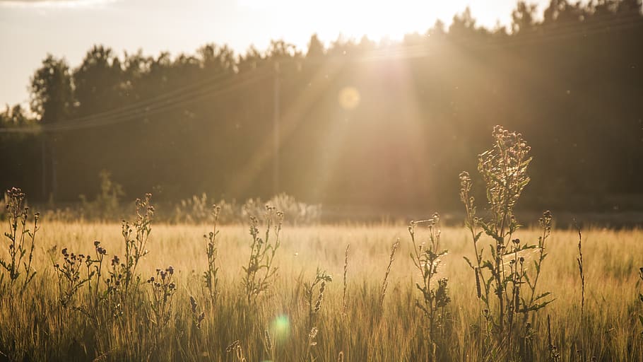 grass field during golden hour, plant, flora, sweden, vingåker HD wallpaper