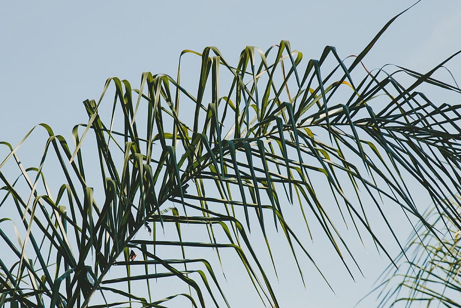 green, leaf, plant, nature, low angle view, sky, growth, green color HD wallpaper