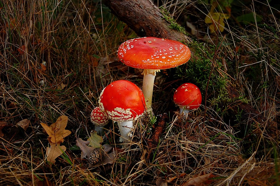 fly agaric, forest, nature, toxic, mushroom, red, autumn, moss HD wallpaper