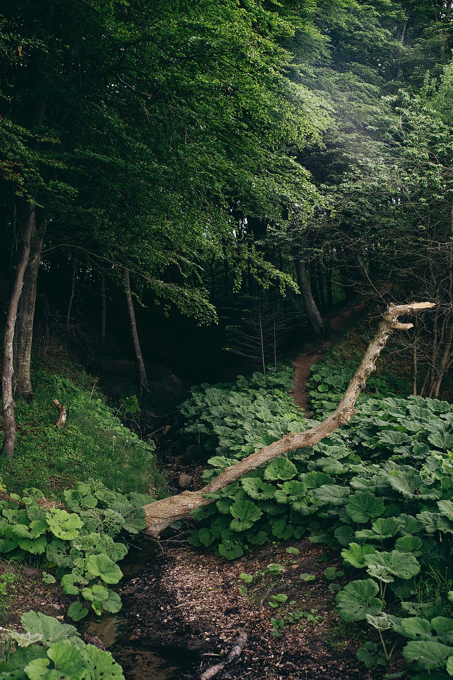 In a forest, background, beautiful, brook, creek, ecology, environment HD wallpaper