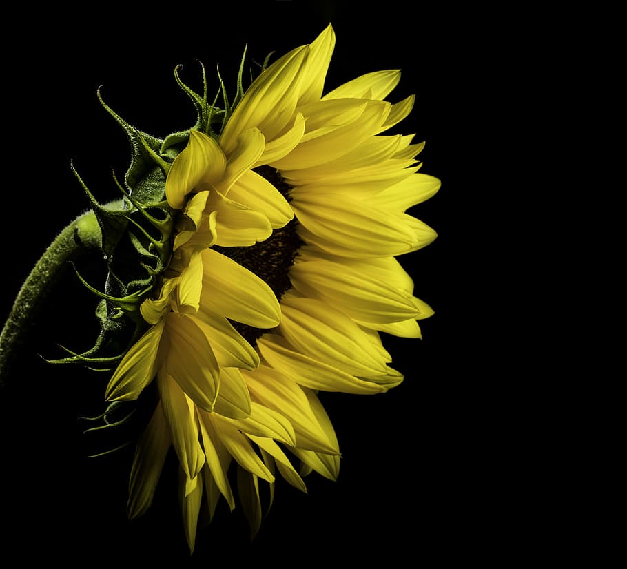 Close Photo of Yellow Sunflower on Black Background, beautiful
