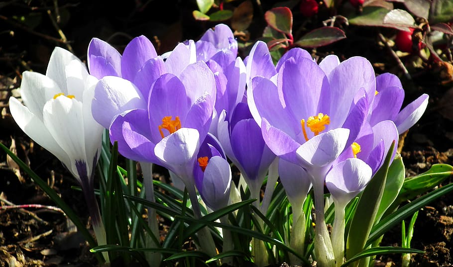 crocus, colorful, flowers, spring, garden, beauty, nature, closeup HD wallpaper