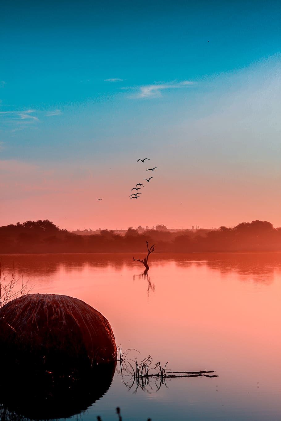 birds flying, vertebrate, sky, animal, animal themes, beauty in nature HD wallpaper