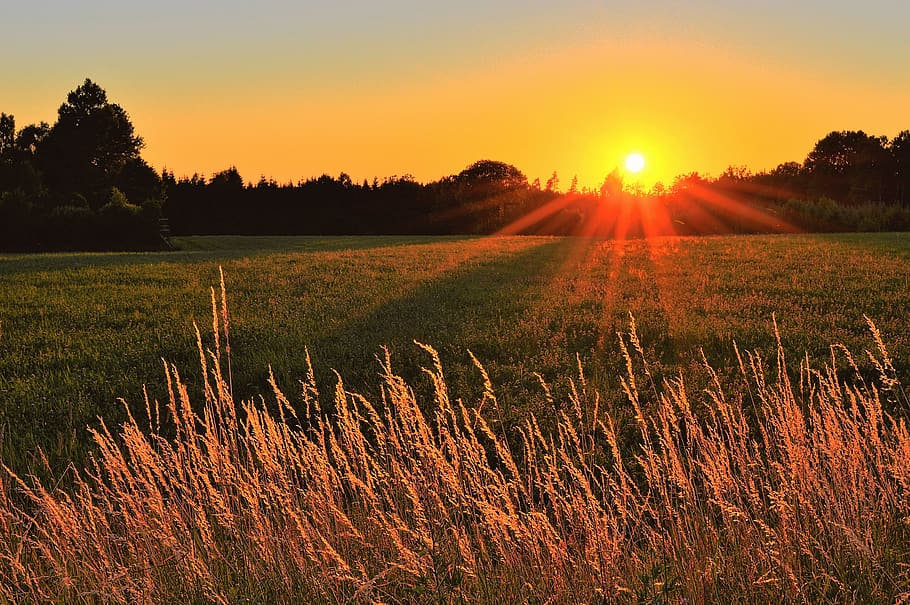 Sunray Across Green Grass Field, backlit, cropland, dawn, nature HD wallpaper