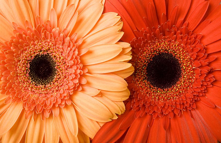 background, beautiful, bloom, blossom, botanical, color, colorful HD wallpaper