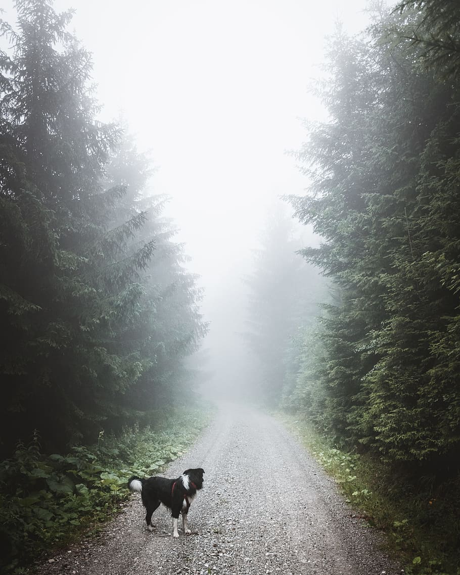black and white dog standing on path surrounded by trees, road HD wallpaper