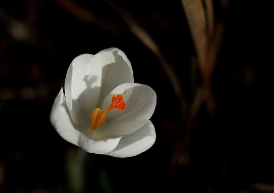 crocus, white, spring, flower, garden, frühlingsanfang, spring flower HD wallpaper