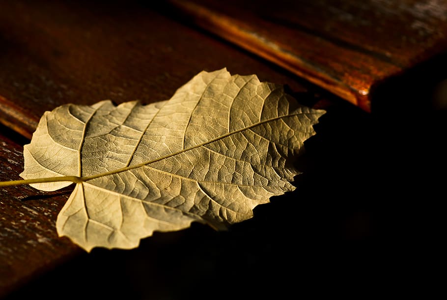 leaf, gold, autumn, fall foliage, leaves, colorful, nature HD wallpaper