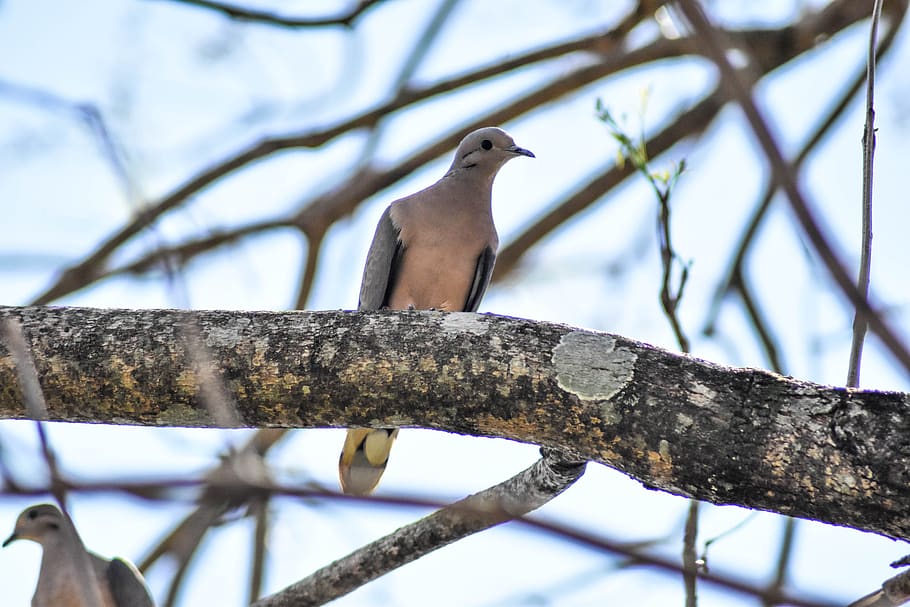 tree, bird, nature, vertebrate, perching, animals in the wild HD wallpaper