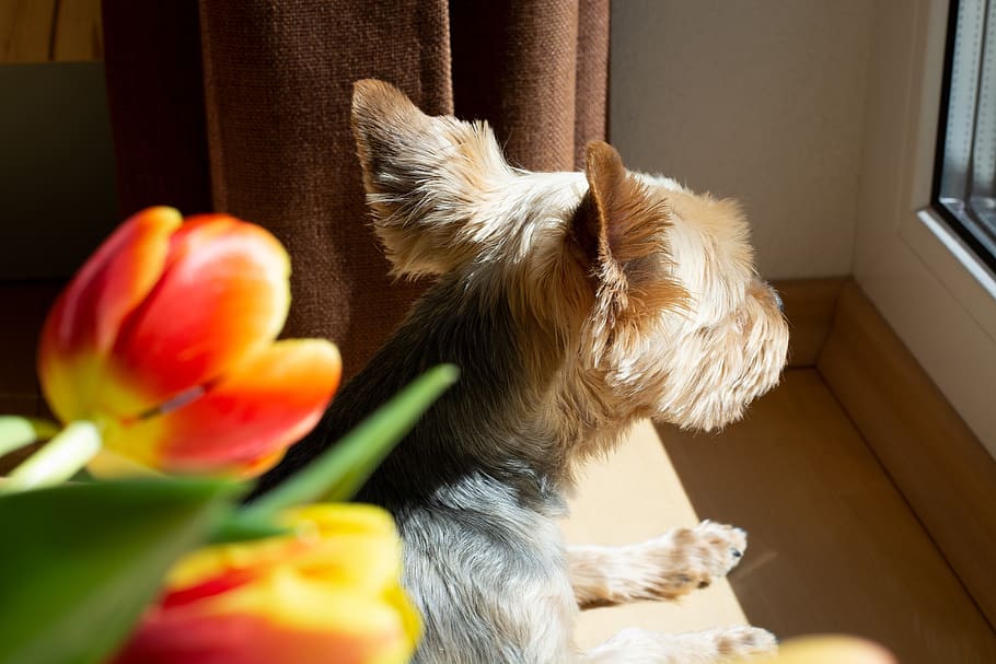 dog, small, animal, pet, yorki, terrier, cute, sweet, window, HD wallpaper