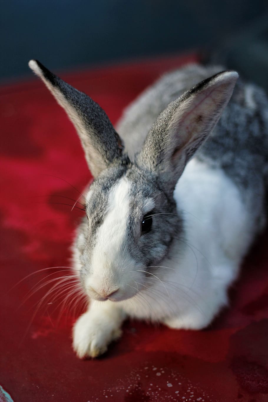 rabbit, bunny, animal, pet, hare, one animal, mammal, rabbit - animal HD wallpaper