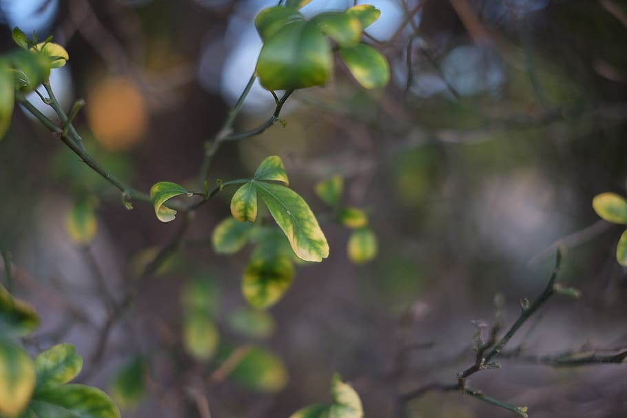 fillmore, tree, trees, produce, farming, green, organges, california HD wallpaper