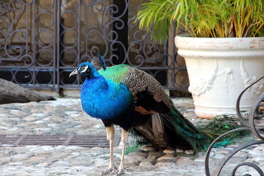 peacock, tail, bird, not man, nature, feathered race, handsomely HD wallpaper