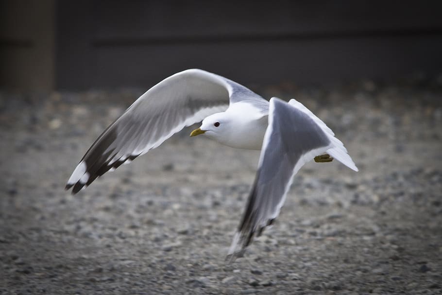 seagull, flying, in flight, bird, wildlife, nature, wings, mew HD wallpaper