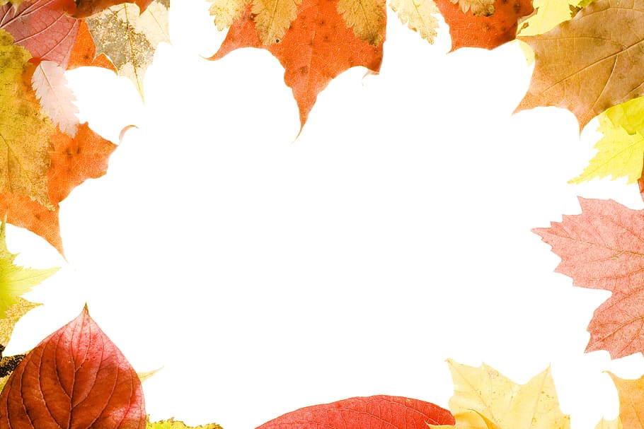 leaves, frame, autumn, plant part, leaf, change, orange color HD wallpaper