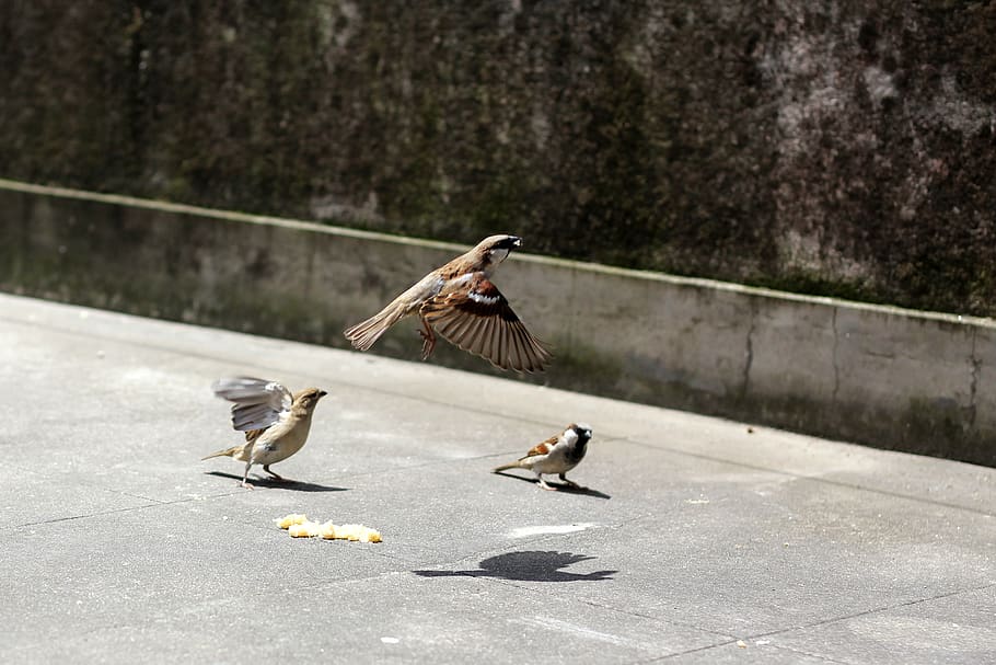 bird, flight, sparrows, wings, fly, up, vertebrate, animal HD wallpaper