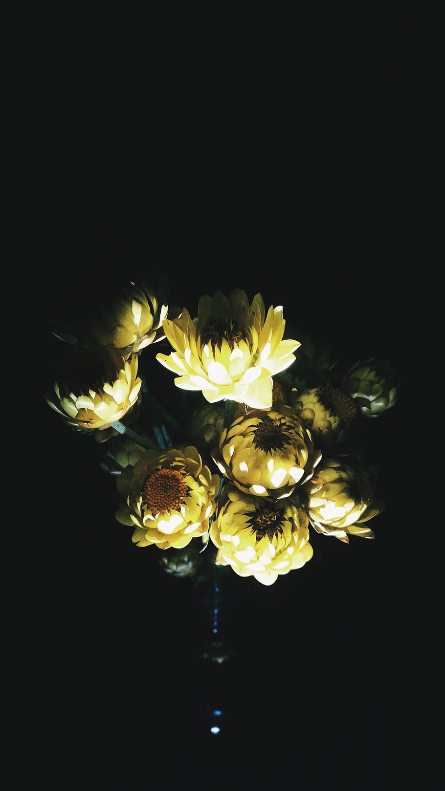 india, chennai, lowlight, phoneography, flower, mobilephotography, HD wallpaper